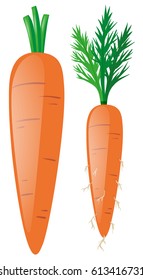Carrots with leaves and roots illustration
