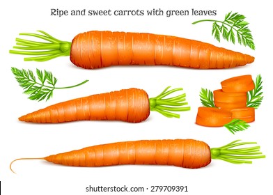 Carrots with leaves and slices. Vector illustration.