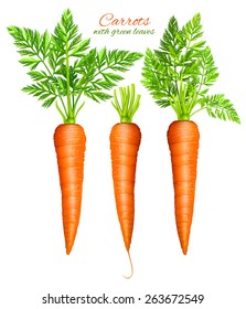 Carrots with leaves. Vector illustration.