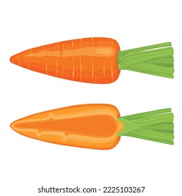 carrots on top isolated on white background Vegetables with carotene Illustration Vector eps 10. Suitable for wallpaper or design elements.