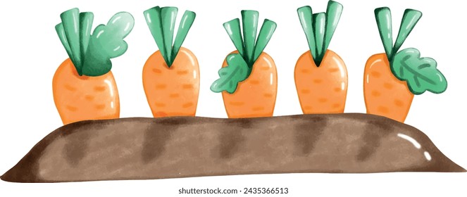 carrots in plot, vegetable plot, garden