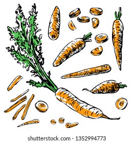 Carrots set with leaves and carrot slices. Vector illustration. Hand drawing engraving, color.