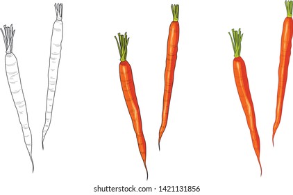 Carrots set three different ways. Vector illustration. Coloring paper, page, book