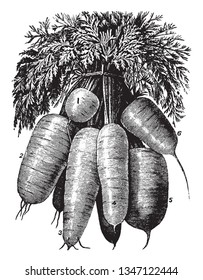 Carrots are source of vitamin A. They are good for improving eyesight and It is reduce the risk of lung cancer, breast cancer and colon cancer, vintage line drawing or engraving illustration.