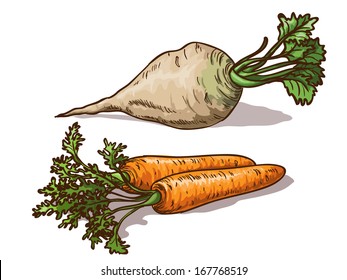 Carrots And Sugar Beet Isolated On White Background