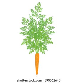 carrots with tops on white background