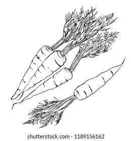 Carrots with a tops painted with ink on a white background. Sketch of vegetables with mascara and paint. Farm products.