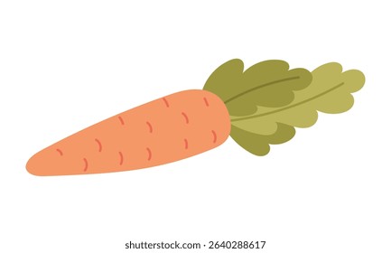 Carrots with tops. The vegetable is isolated. Proper nutrition. The flat color illustration is suitable for applications, posters about health, fitness, exercise, disease prevention and cardiac activi
