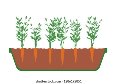 Carrots in the tray and pot open view vector illustration eps
