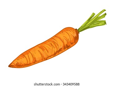 carrots vector illustration