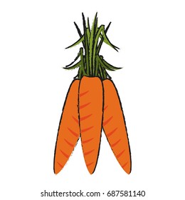 carrots vector illustration
