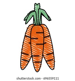 carrots vector illustration