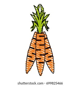 carrots vector illustration