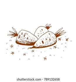Carrots, vector illustration.