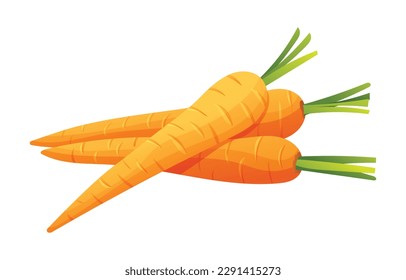 Carrots vector illustration. Fresh vegetable isolated on white background