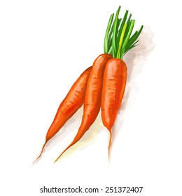 carrots vector illustration  hand drawn  painted watercolor 