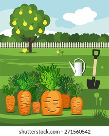 Carrots, vegetable garden, shovel and pear. Vector illustration with the image of a vegetable garden, rows of carrots, watering can, shovel and wood office. 