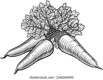 Carrots vegetable illustration in a vintage retro woodcut etching style.