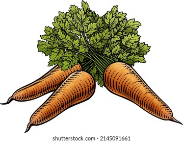 Carrots vegetable illustration in a vintage retro woodcut etching style.