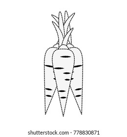 Carrots vegetable isolated