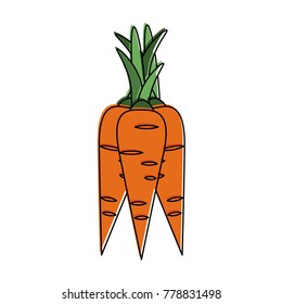 Carrots vegetable isolated