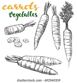 boceto realista gráfico vectorial dibujado a mano con zanahorias