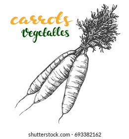 carrots vegetable set hand drawn vector illustration realistic sketch