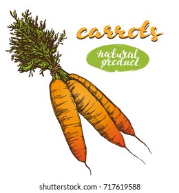 carrots vegetable set hand drawn vector illustration realistic sketch