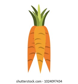 Carrots vegetables isolated