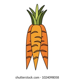 Carrots vegetables isolated