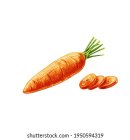 Carrots whole and slice. Vintage hatching color hand drawn illustration isolated on white background