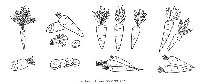 carrots, whole vegetable and piece of carrot doodle hand drawn icon set. Outline drawing carrot line clipart symbol collection. Vector illustration