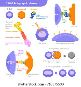 CAR-T cell immunotherapy for cancer treatment. Vector infographic elements with T cell, cancer cell, antigen with the process. Medical illustration in flat design isolated on the white background