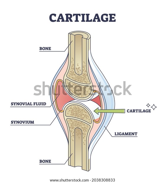 Cartilage elastic tissue location in body and leg\
structure outline diagram. Labeled educational description with\
healthy side view of orthopedic components vector illustration.\
Medical joint\
scheme.
