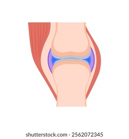 Cartilage, Human Body Part Illustration