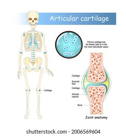 Cartilage. Human skeleton with articular cartilage. Joint anatomy. chondrocytes. Close-up of Fibrous cartilage that has
the fewest cells