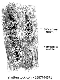 Cartilage is made up of string-like fiber and few cells, vintage line drawing or engraving illustration.