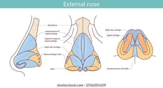 Cartilages of the external nose flat vector illustration