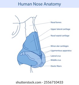 Cartilages of the external nose flat vector illustration