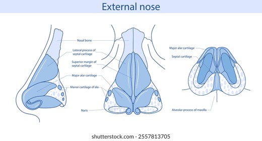 Cartilages of the external nose flat vector illustration