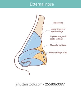 Cartilages of the external nose flat vector illustration