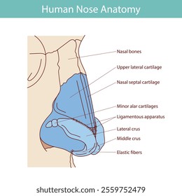 Cartilages of the external nose flat vector illustration