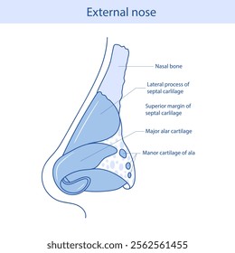 Cartilages of the external nose flat vector illustration