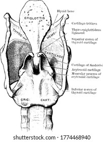 The cartilages and ligaments of larynx seen from behind, with its parts labeled, vintage line drawing or engraving illustration.