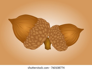 cartoon acorns vector illustration