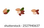 Cartoon almond. Nuts in shell and peeled pieces. Healthy food. Diet snack. Organic vegetarian element. Whole and half. Natural plant ingredient packaging design vector isolated illustration