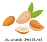 Cartoon almonds. Delicious tasty almond snack, raw almonds in shell flat vector illustration. Crunchy almond nuts on white