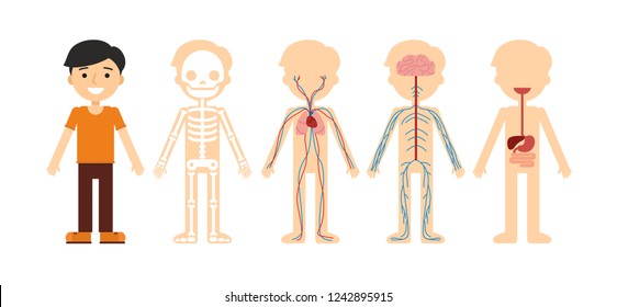 Cartoon anatomy of the human body: skeleton, nervous, circulatory and digestive systems. Asian male character. Flat vector illustration isolated on white background.