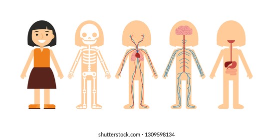 Cartoon anatomy of the human body: skeleton, nervous, circulatory and digestive systems. Asian female character. Flat vector illustration isolated on white background.