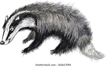 Cartoon animal badger. Watercolor hand drawn vector. Illustration for the children